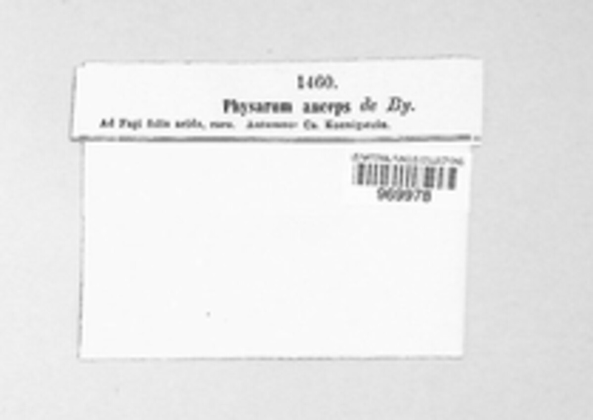 Physarum anceps image